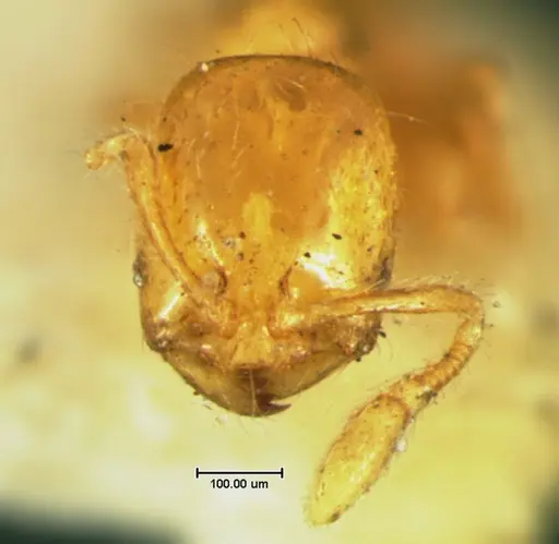 Solenopsis corticalis specimen CASENT0105663 image casent0105663_2