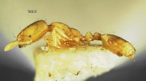 Solenopsis corticalis specimen CASENT0105663 image casent0105663_3