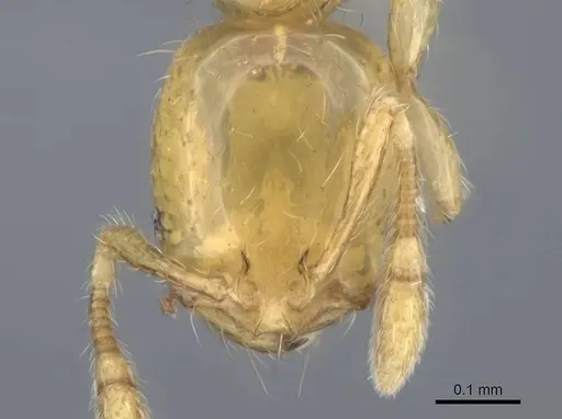 Solenopsis corticalis specimen CASENT0729258 image casent0729258_1