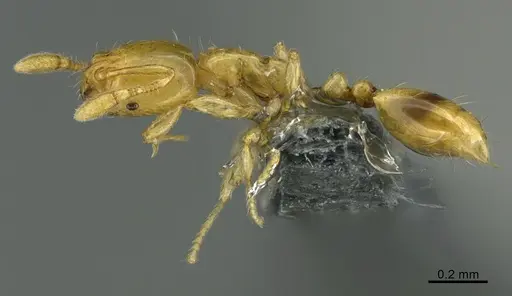 Solenopsis corticalis specimen CASENT0729258 image casent0729258_2