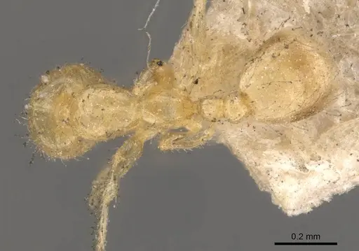 Solenopsis corticalis specimen CASENT0908825 image casent0908825_1