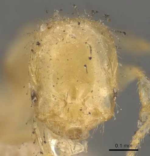 Solenopsis corticalis specimen CASENT0908825 image casent0908825_2