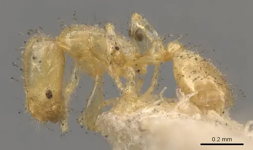 Solenopsis corticalis specimen CASENT0908825 image casent0908825_3