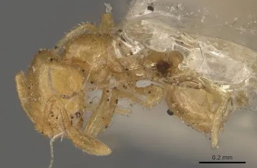 Solenopsis corticalis specimen CASENT0908826 image casent0908826_1