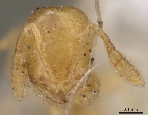 Solenopsis corticalis specimen CASENT0908826 image casent0908826_2