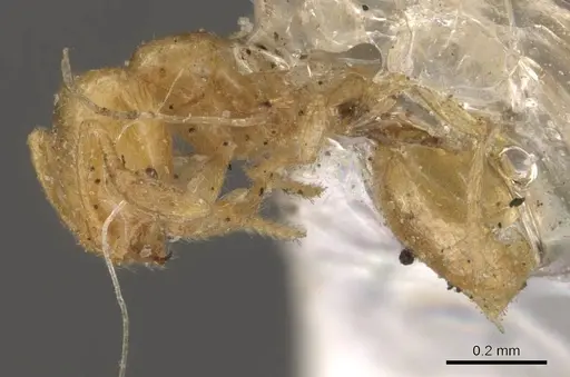 Solenopsis corticalis specimen CASENT0908826 image casent0908826_3