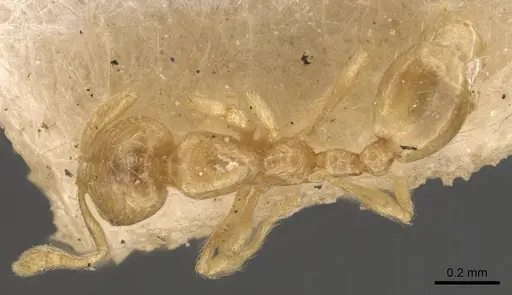 Solenopsis corticalis specimen CASENT0908827 image casent0908827_1
