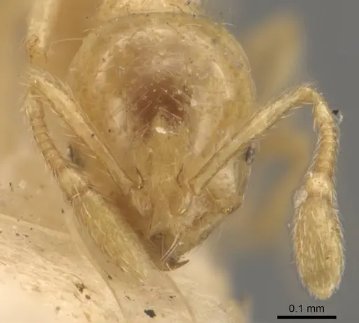 Solenopsis corticalis specimen CASENT0908827 image casent0908827_2
