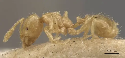 Solenopsis corticalis specimen CASENT0908827 image casent0908827_3