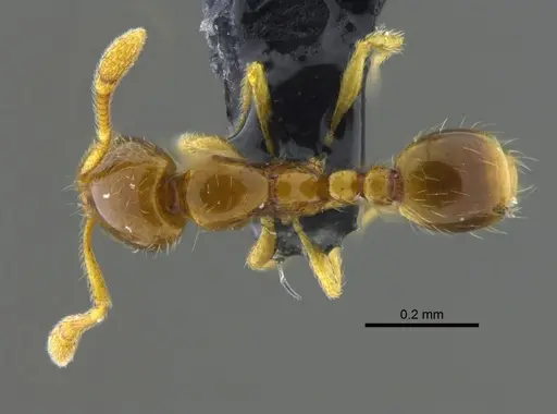 Solenopsis corticalis specimen CBUMAGENT42016 image cbumagent42016_1