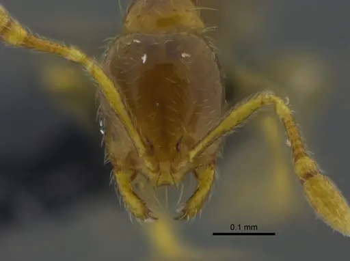 Solenopsis corticalis specimen CBUMAGENT42016 image cbumagent42016_2