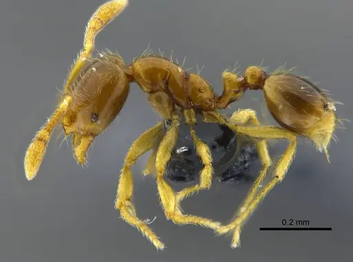 Solenopsis corticalis specimen CBUMAGENT42016 image cbumagent42016_3