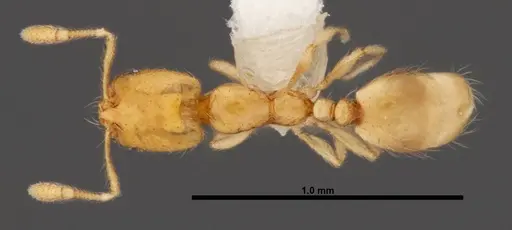 Solenopsis corticalis specimen FMNHINS0000078512 image fmnhins0000078512_1