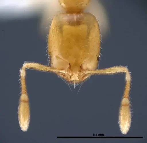 Solenopsis corticalis specimen FMNHINS0000078512 image fmnhins0000078512_2