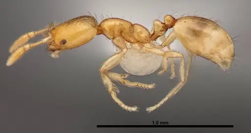 Solenopsis corticalis specimen FMNHINS0000078512 image fmnhins0000078512_3