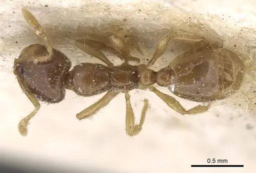 Solenopsis cypridis specimen CASENT0913887 image casent0913887_1