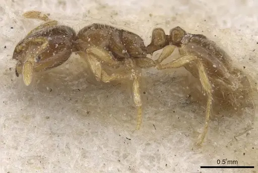 Solenopsis cypridis specimen CASENT0913887 image casent0913887_3