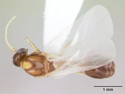 Solenopsis daguerrei specimen CASENT0178132 image casent0178132_1