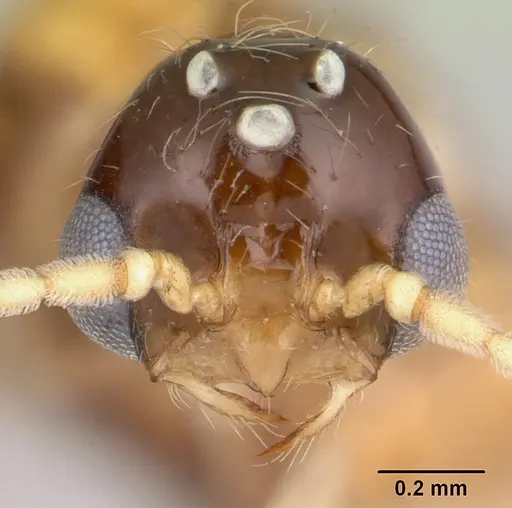 Solenopsis daguerrei specimen CASENT0178132 image casent0178132_2
