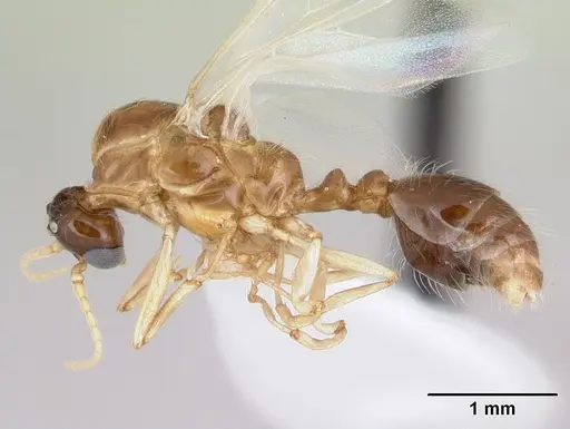 Solenopsis daguerrei specimen CASENT0178132 image casent0178132_3