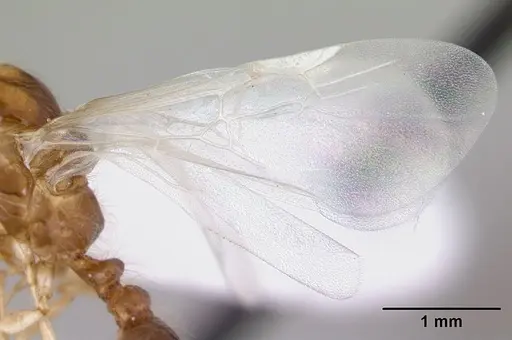 Solenopsis daguerrei specimen CASENT0178132 image casent0178132_4