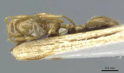 Solenopsis daguerrei specimen CASENT0911238 image casent0911238_1