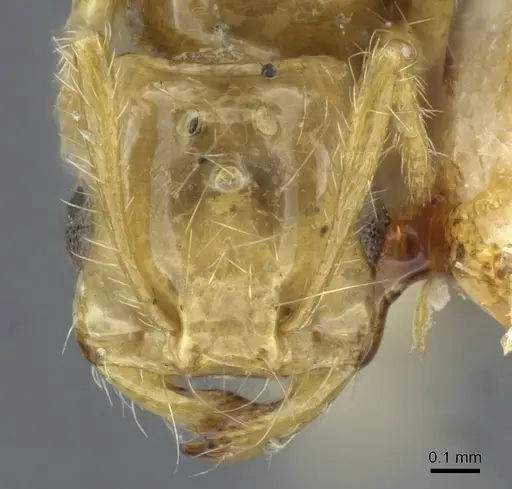 Solenopsis daguerrei specimen CASENT0911238 image casent0911238_2