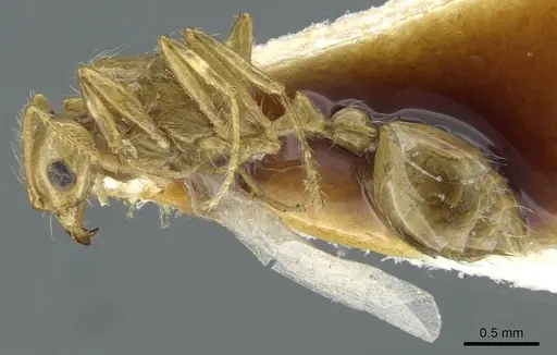 Solenopsis daguerrei specimen CASENT0911238 image casent0911238_3