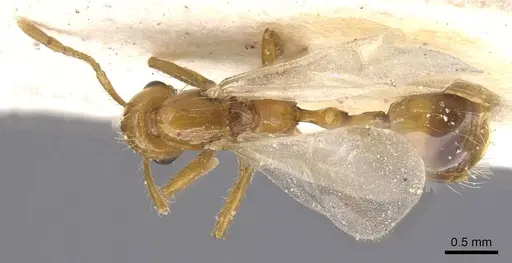 Solenopsis daguerrei specimen CASENT0913883 image casent0913883_1