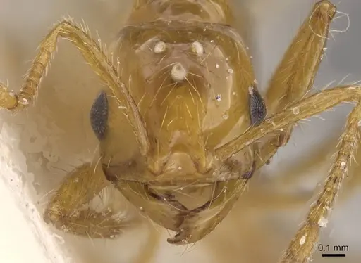 Solenopsis daguerrei specimen CASENT0913883 image casent0913883_2