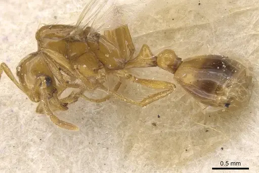 Solenopsis daguerrei specimen CASENT0913883 image casent0913883_3