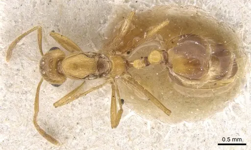 Solenopsis daguerrei specimen CASENT0915419 image casent0915419_1