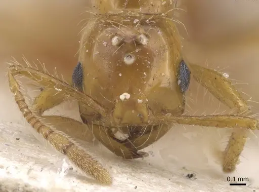 Solenopsis daguerrei specimen CASENT0915419 image casent0915419_2
