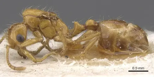 Solenopsis daguerrei specimen CASENT0915419 image casent0915419_3