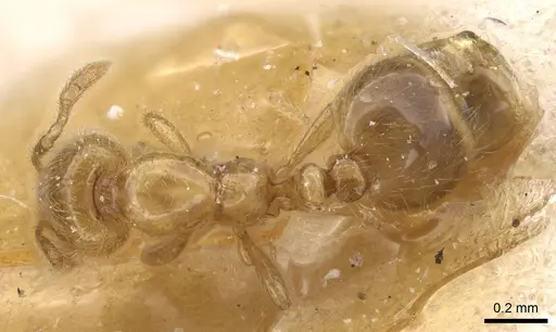 Solenopsis debilior specimen CASENT0913884 image casent0913884_1