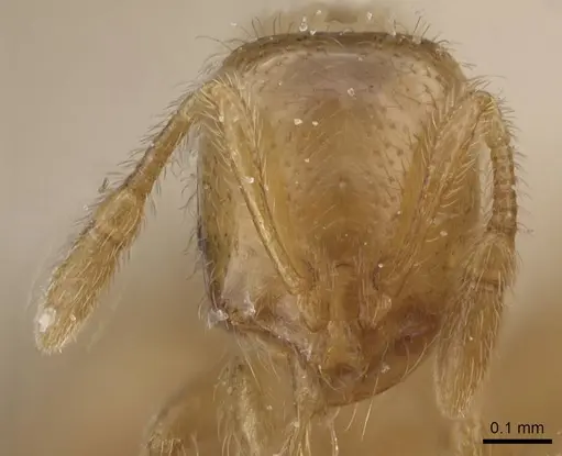 Solenopsis debilior specimen CASENT0913884 image casent0913884_2