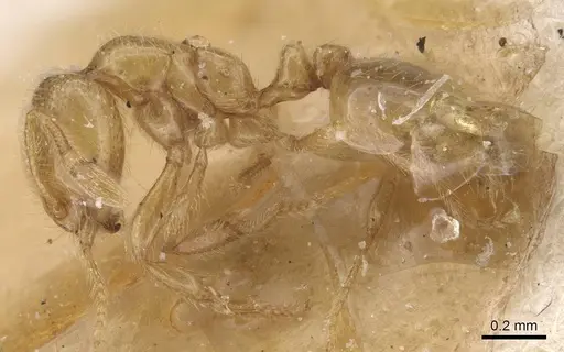 Solenopsis debilior specimen CASENT0913884 image casent0913884_3