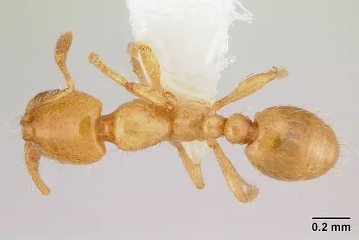 Solenopsis decipiens specimen CASENT0178145 image casent0178145_1