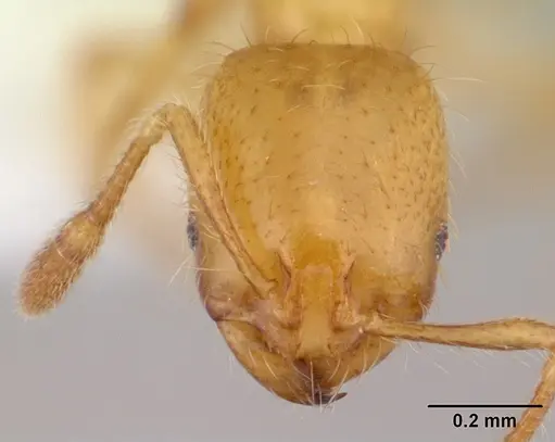 Solenopsis decipiens specimen CASENT0178145 image casent0178145_2