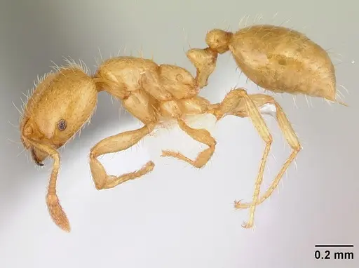 Solenopsis decipiens specimen CASENT0178145 image casent0178145_3