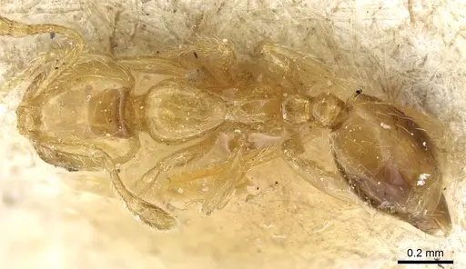 Solenopsis decipiens specimen CASENT0904636 image casent0904636_1