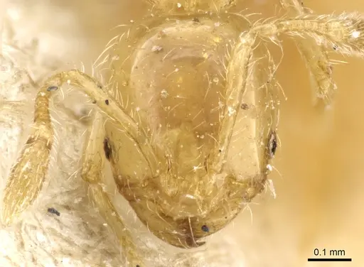 Solenopsis decipiens specimen CASENT0904636 image casent0904636_2
