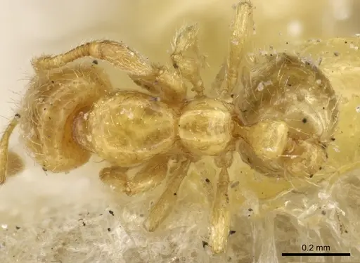 Solenopsis decipiens specimen CASENT0904637 image casent0904637_1