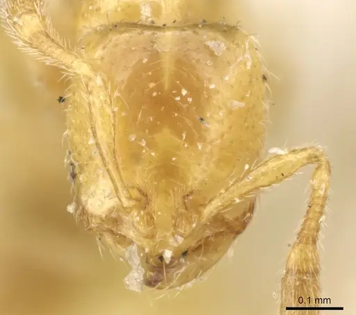 Solenopsis decipiens specimen CASENT0904637 image casent0904637_2