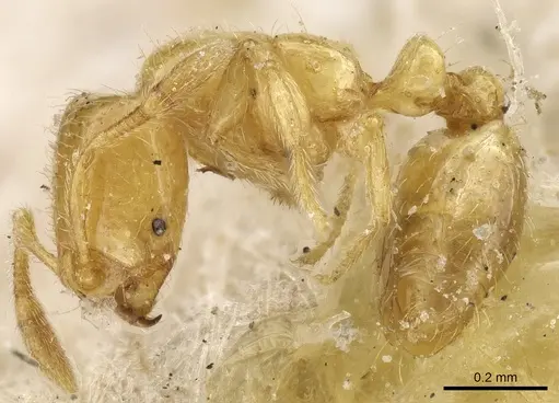 Solenopsis decipiens specimen CASENT0904637 image casent0904637_3