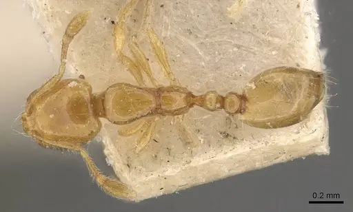 Solenopsis decipiens specimen CASENT0908828 image casent0908828_1