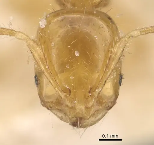Solenopsis decipiens specimen CASENT0908828 image casent0908828_2