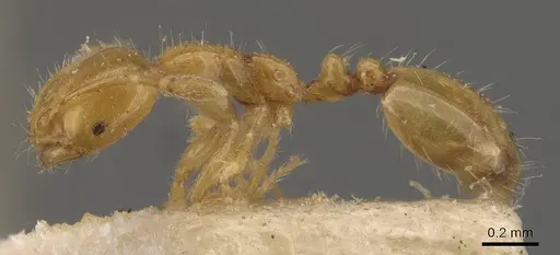 Solenopsis decipiens specimen CASENT0908828 image casent0908828_3
