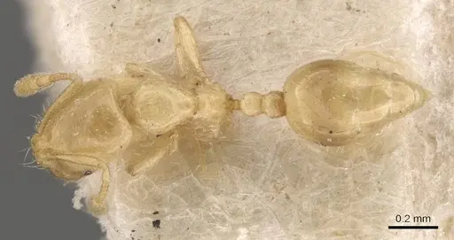 Solenopsis decipiens specimen CASENT0908830 image casent0908830_1