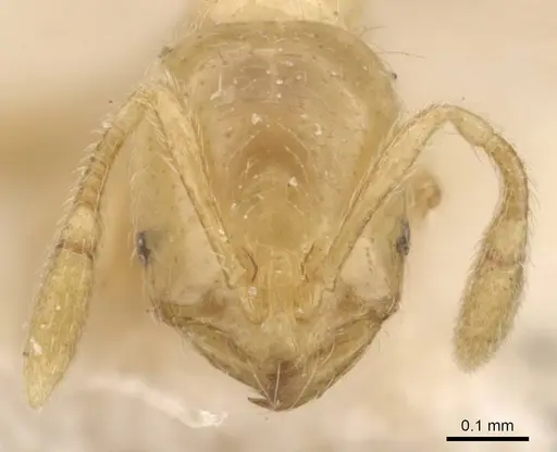 Solenopsis decipiens specimen CASENT0908830 image casent0908830_2